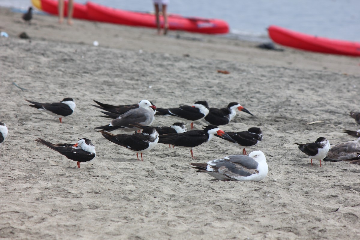 Black Skimmer - John Oliver