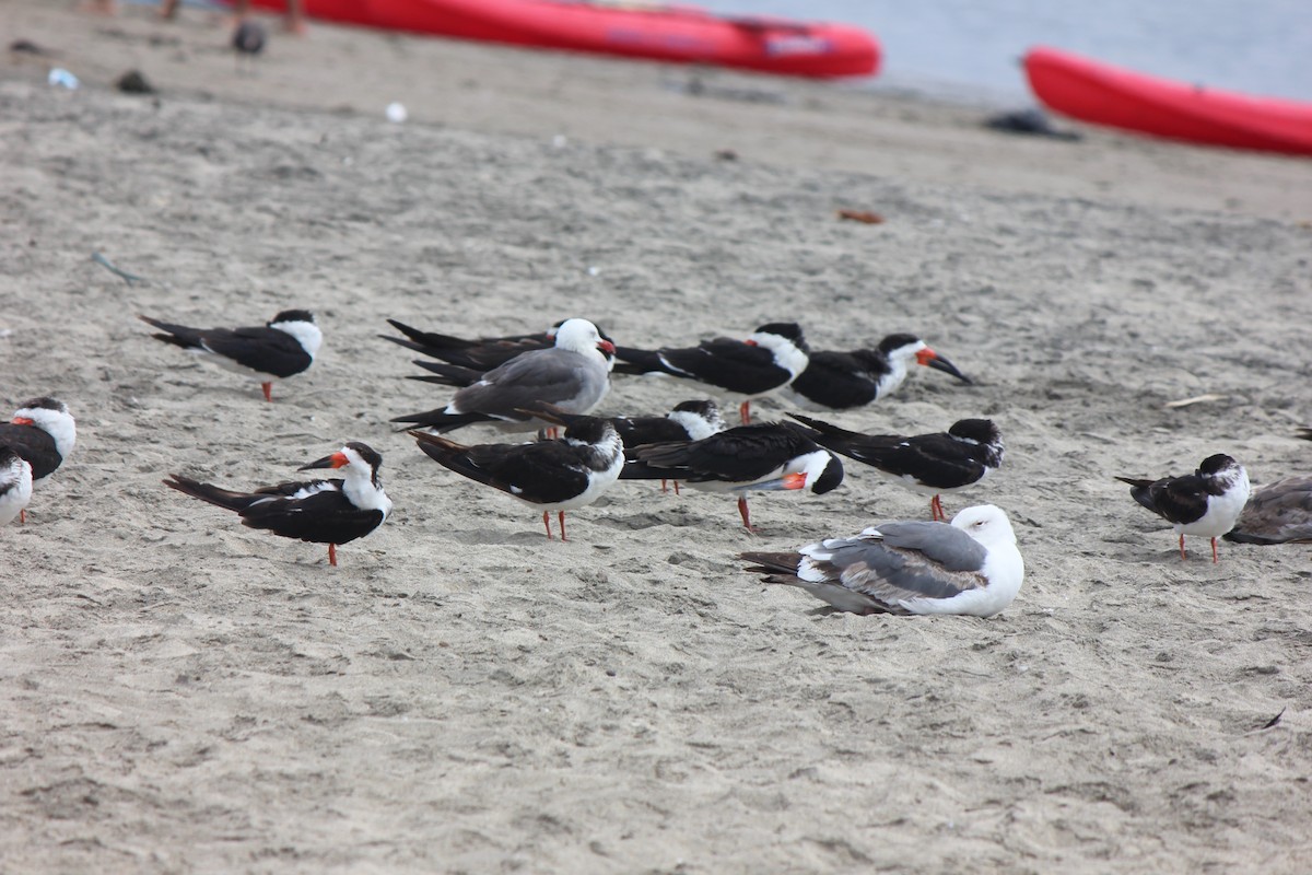 Black Skimmer - ML619647838