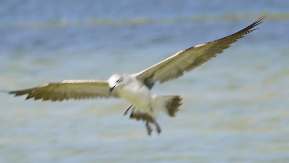 Laughing Gull - John McCallister