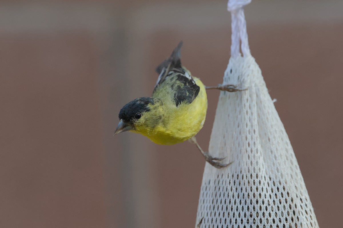 Lesser Goldfinch - Cat Zoroark