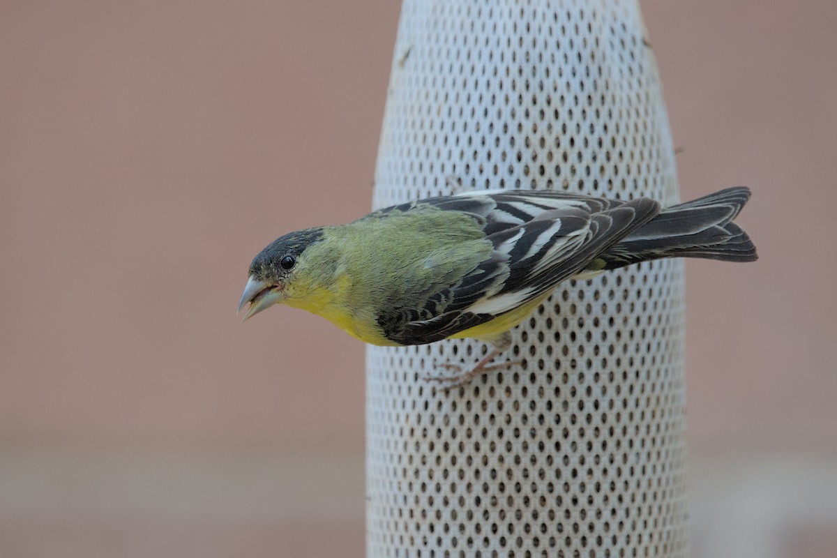 Lesser Goldfinch - Cat Zoroark