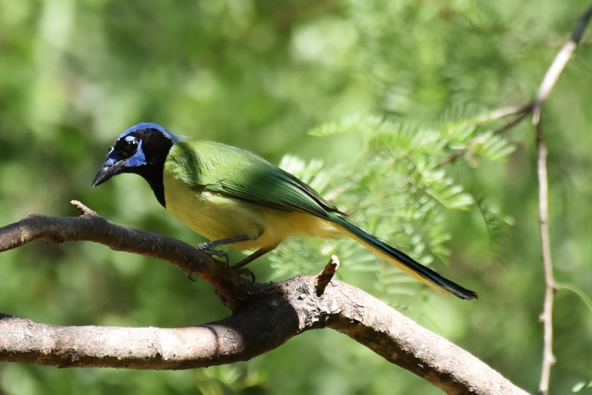 Green Jay - Bruce Mast