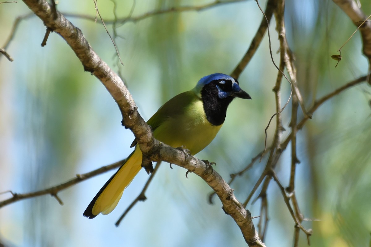 Green Jay - Bruce Mast