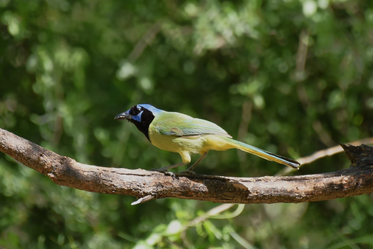 Green Jay - Bruce Mast