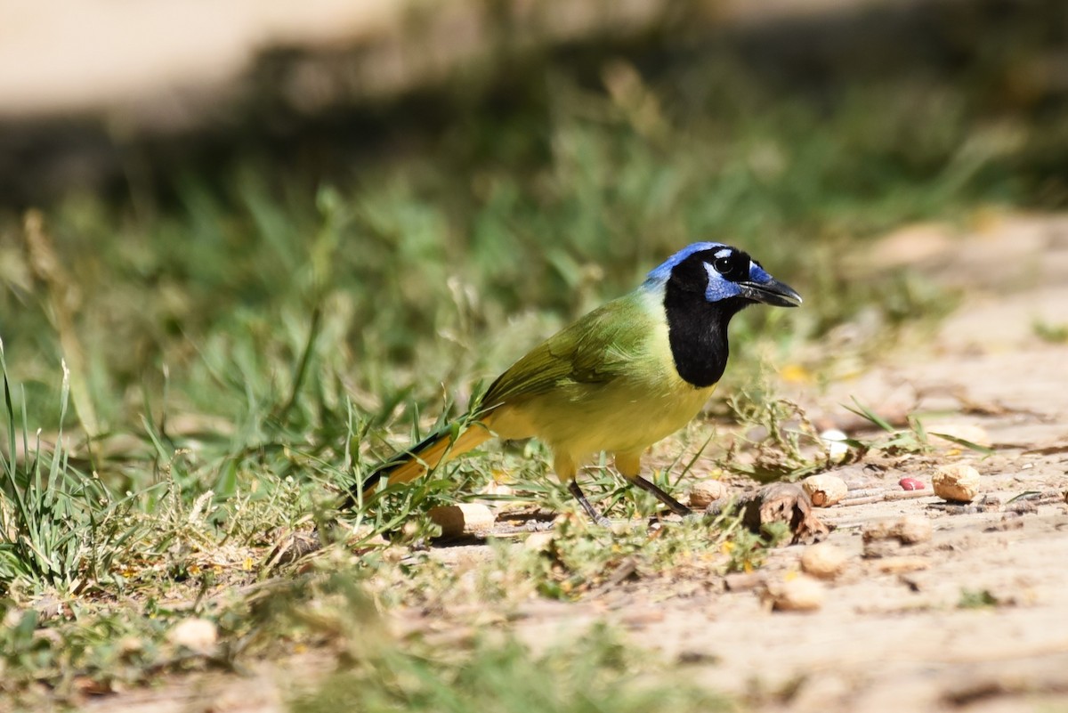 Green Jay - Bruce Mast