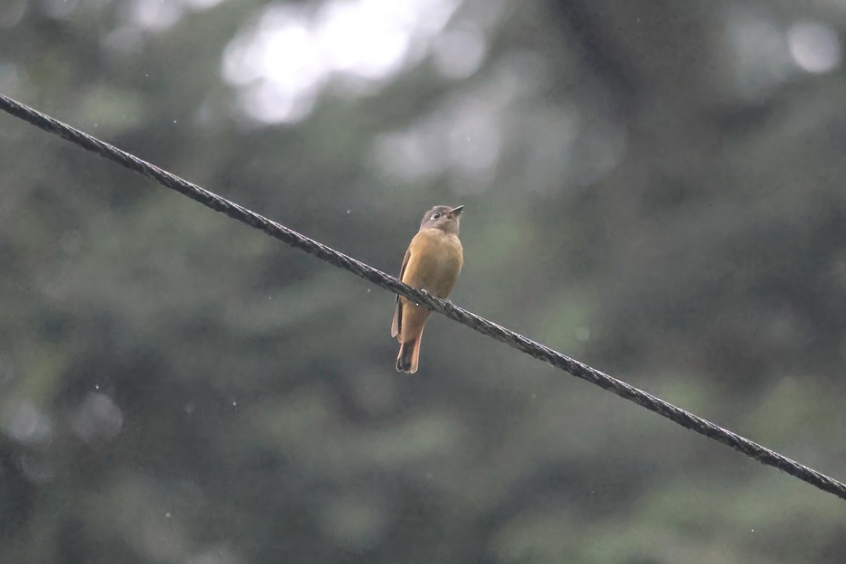 Ferruginous Flycatcher - RIIO LU