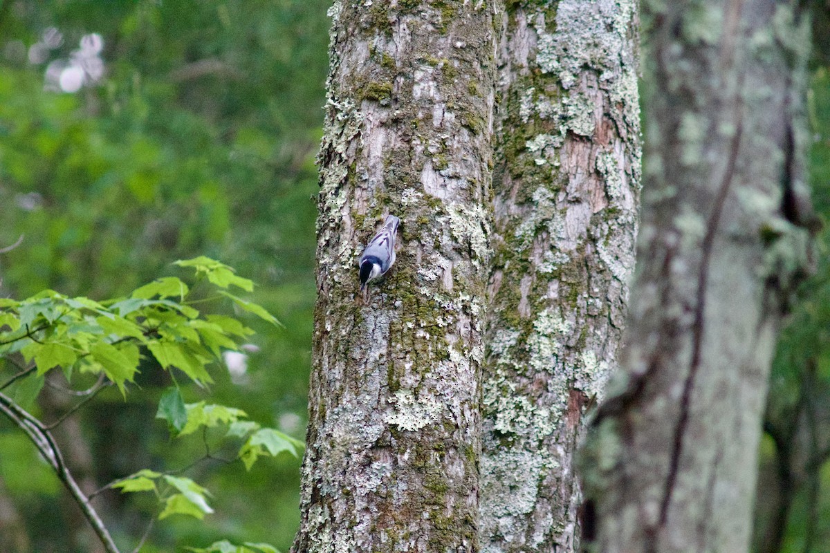 White-breasted Nuthatch - Sarah R