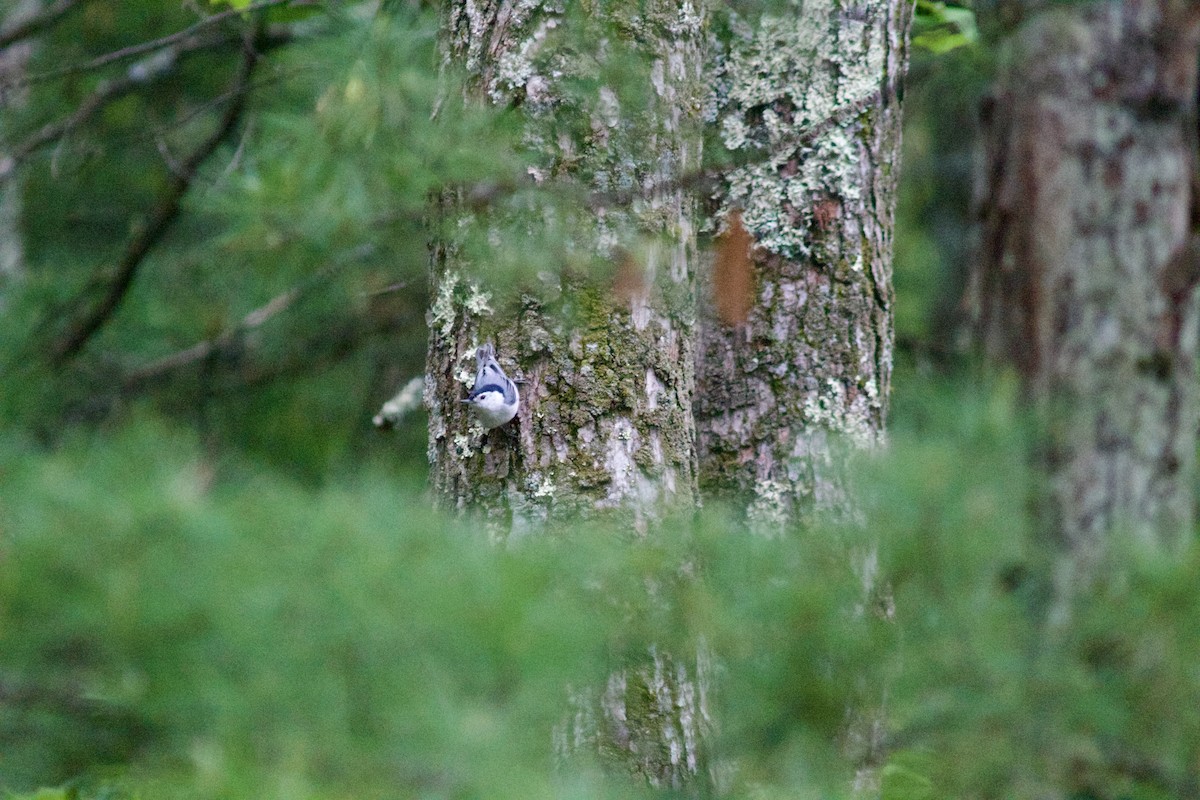 White-breasted Nuthatch - Sarah Roberts