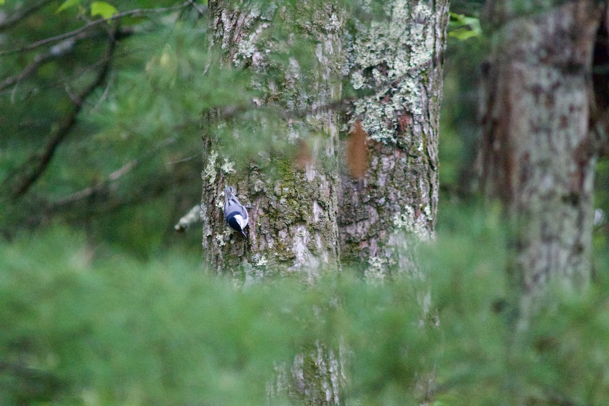 White-breasted Nuthatch - Sarah Roberts