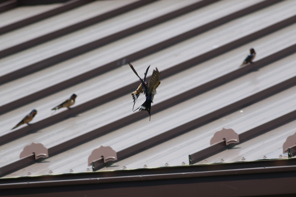 Barn Swallow - Lily Morello