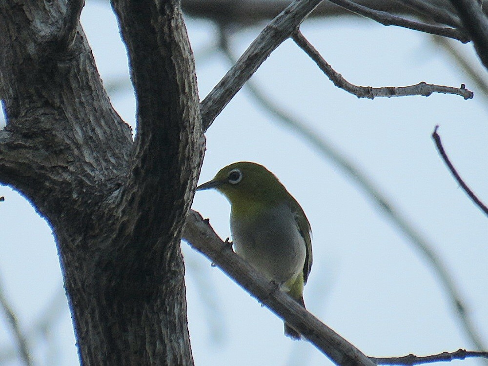 Warbling White-eye - ML619647888