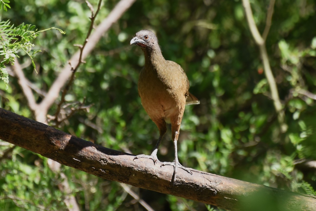 Plain Chachalaca - Bruce Mast