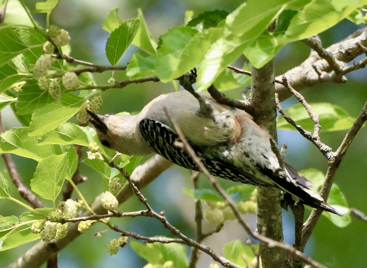 Red-bellied Woodpecker - Carla Morris