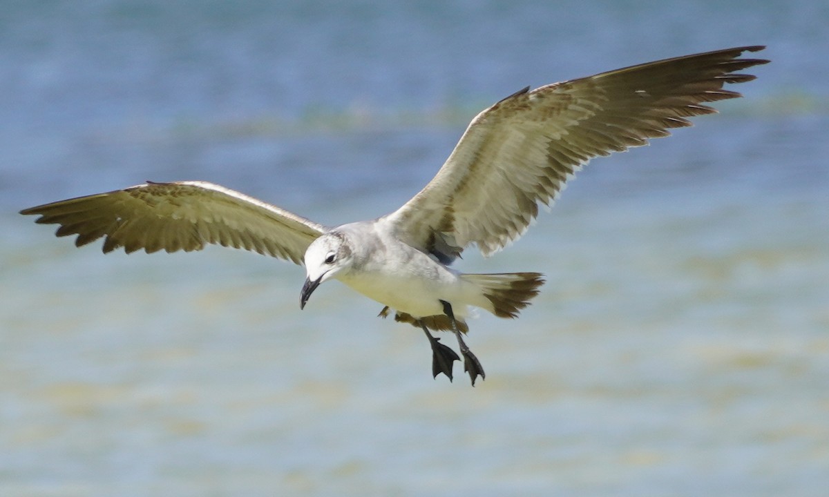 Laughing Gull - John McCallister