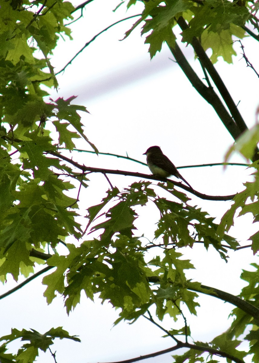 Eastern Phoebe - Sarah R