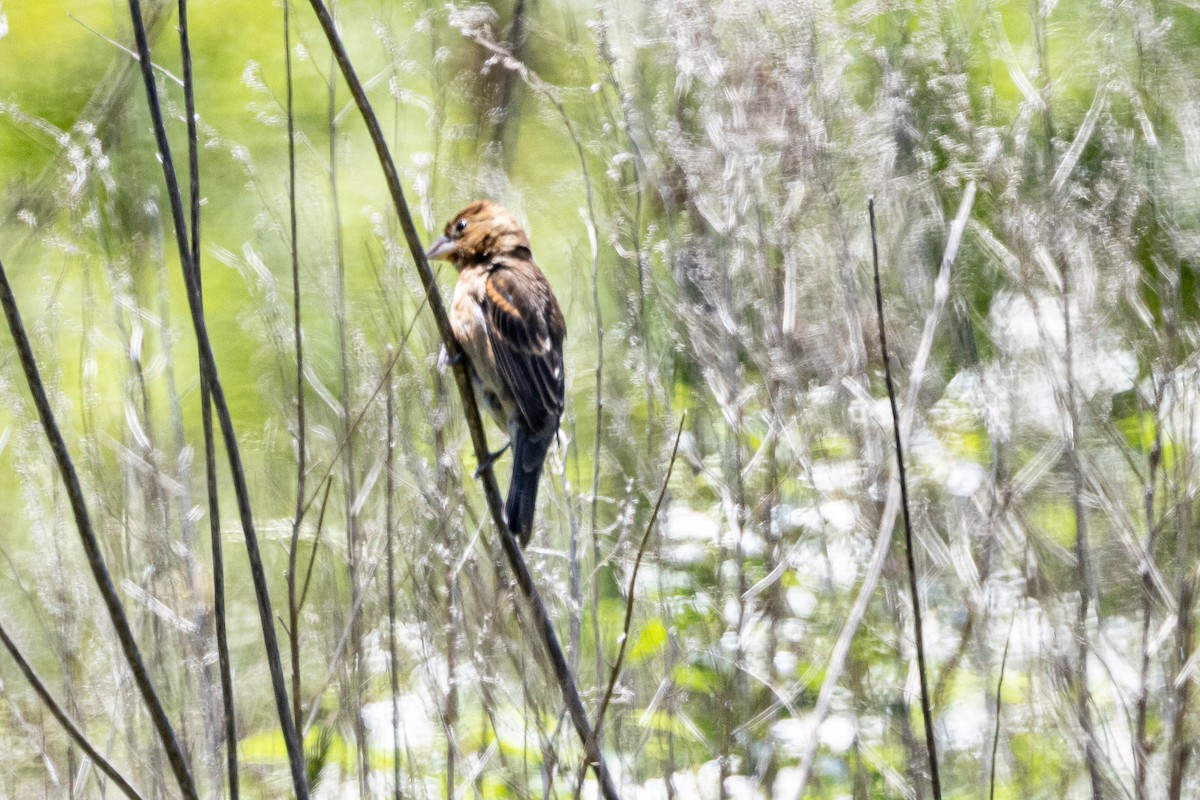 Blue Grosbeak - Alex Brent