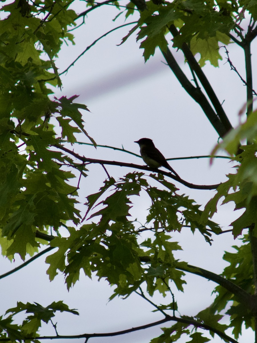 Eastern Phoebe - Sarah R