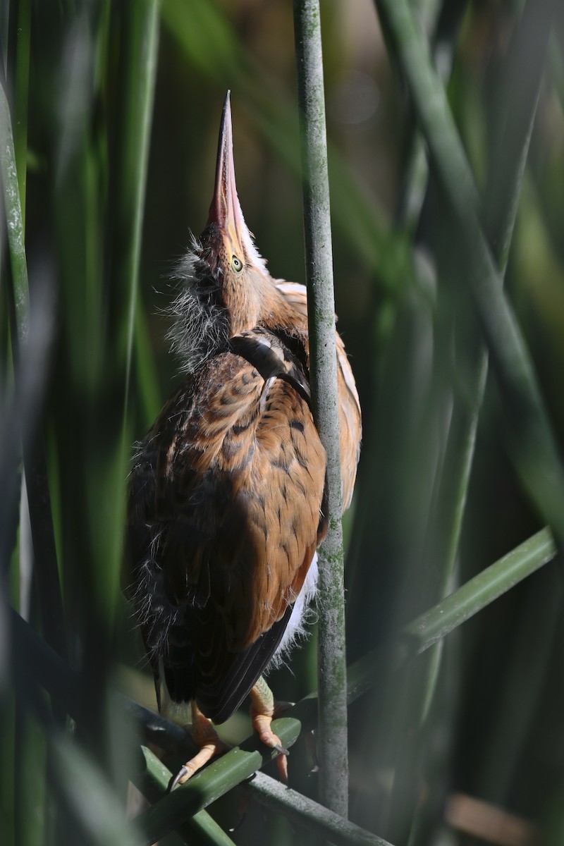 Least Bittern - ML619647907