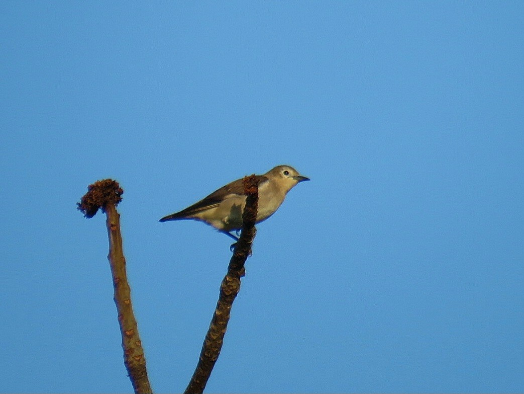 Chestnut-cheeked Starling - ML619647909