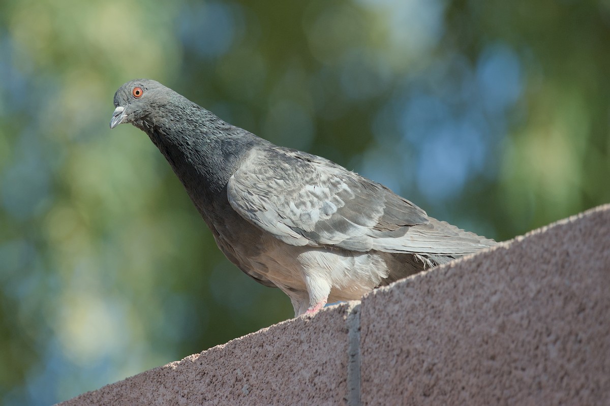 Rock Pigeon (Feral Pigeon) - Cat Zoroark