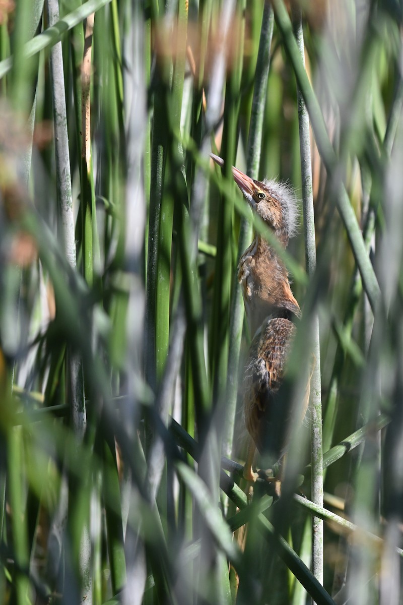 Least Bittern - Ryan O'Donnell