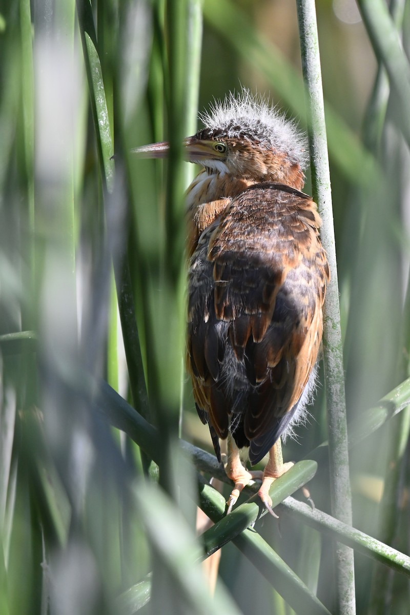 Least Bittern - ML619647913