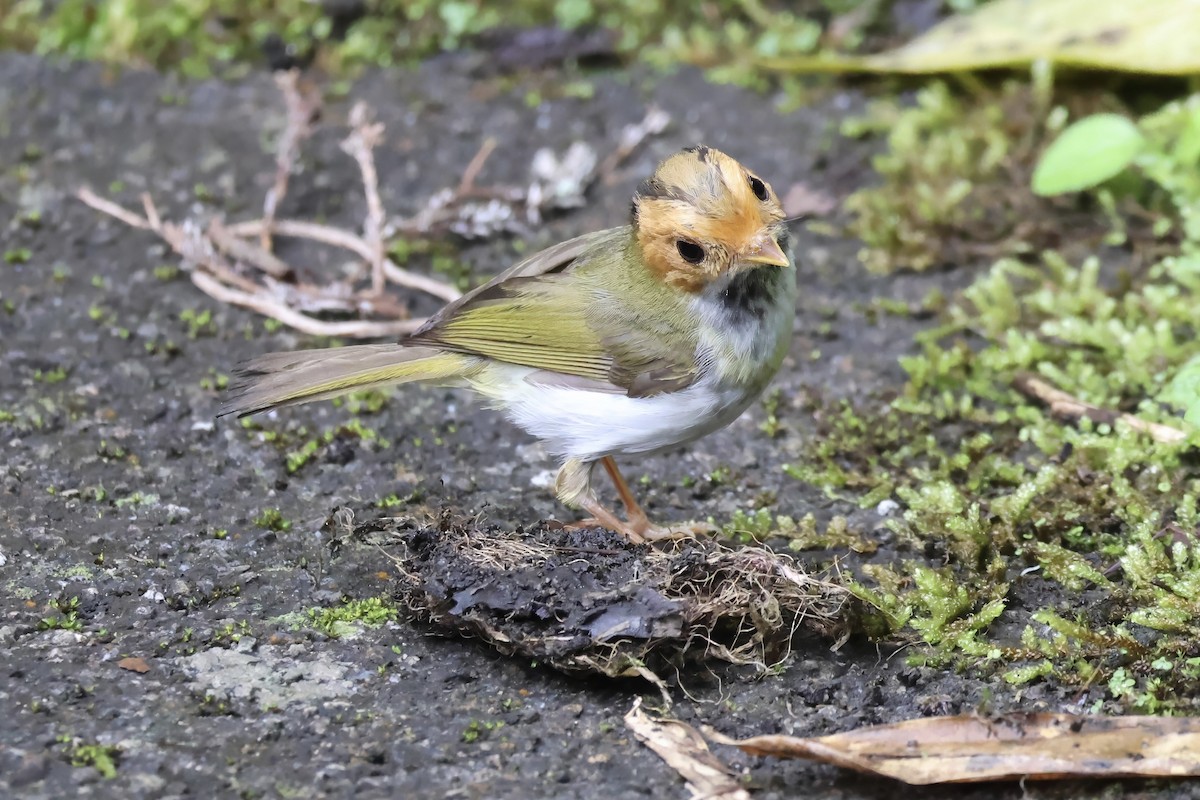 Rufous-faced Warbler - ML619647915