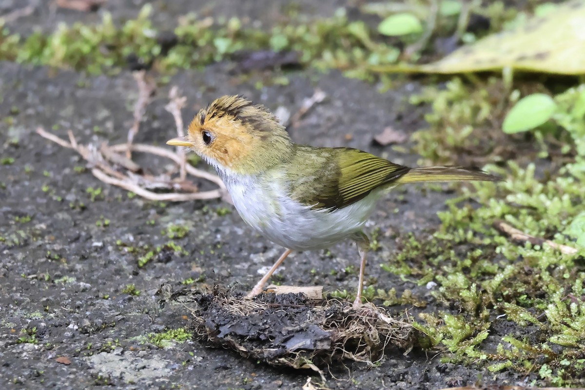 Rufous-faced Warbler - ML619647916