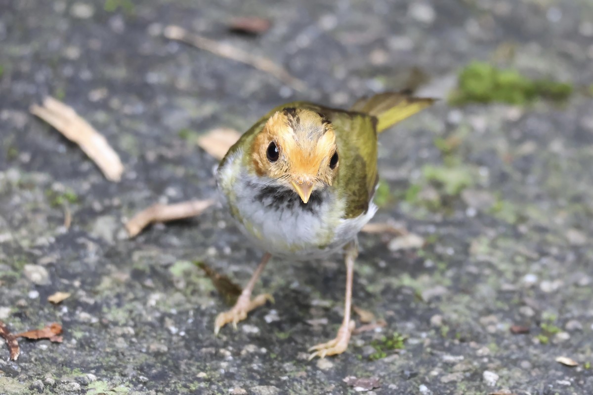 Rufous-faced Warbler - RIIO LU