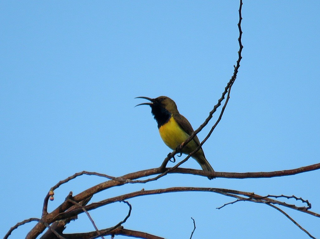 Garden Sunbird - ML619647919