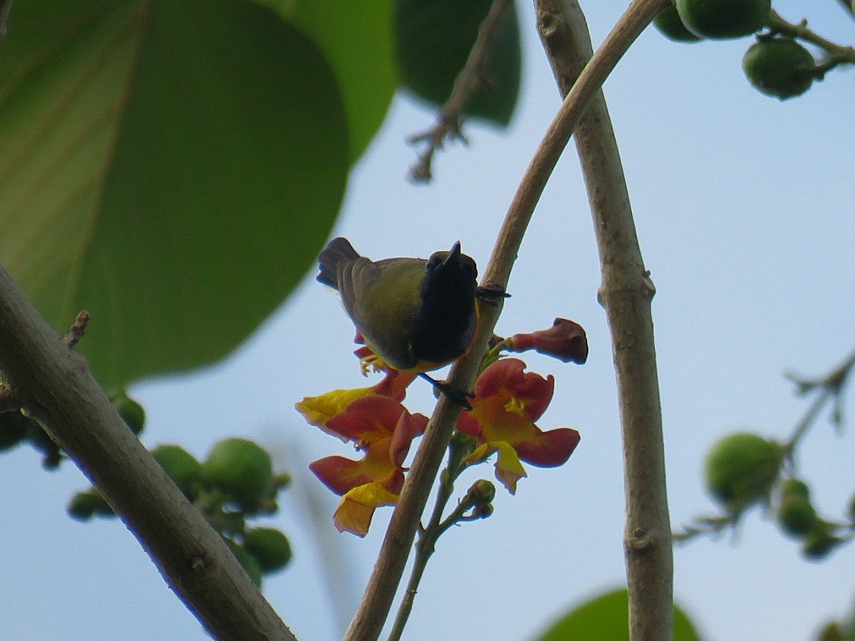 Garden Sunbird - ML619647920