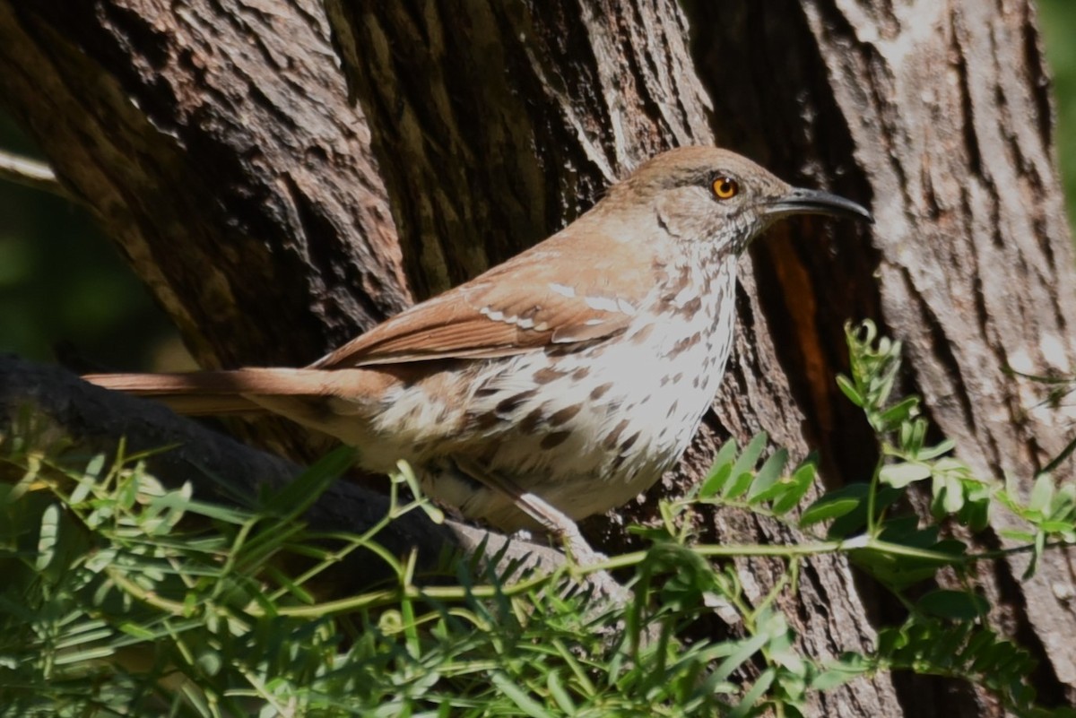 Long-billed Thrasher - ML619647921