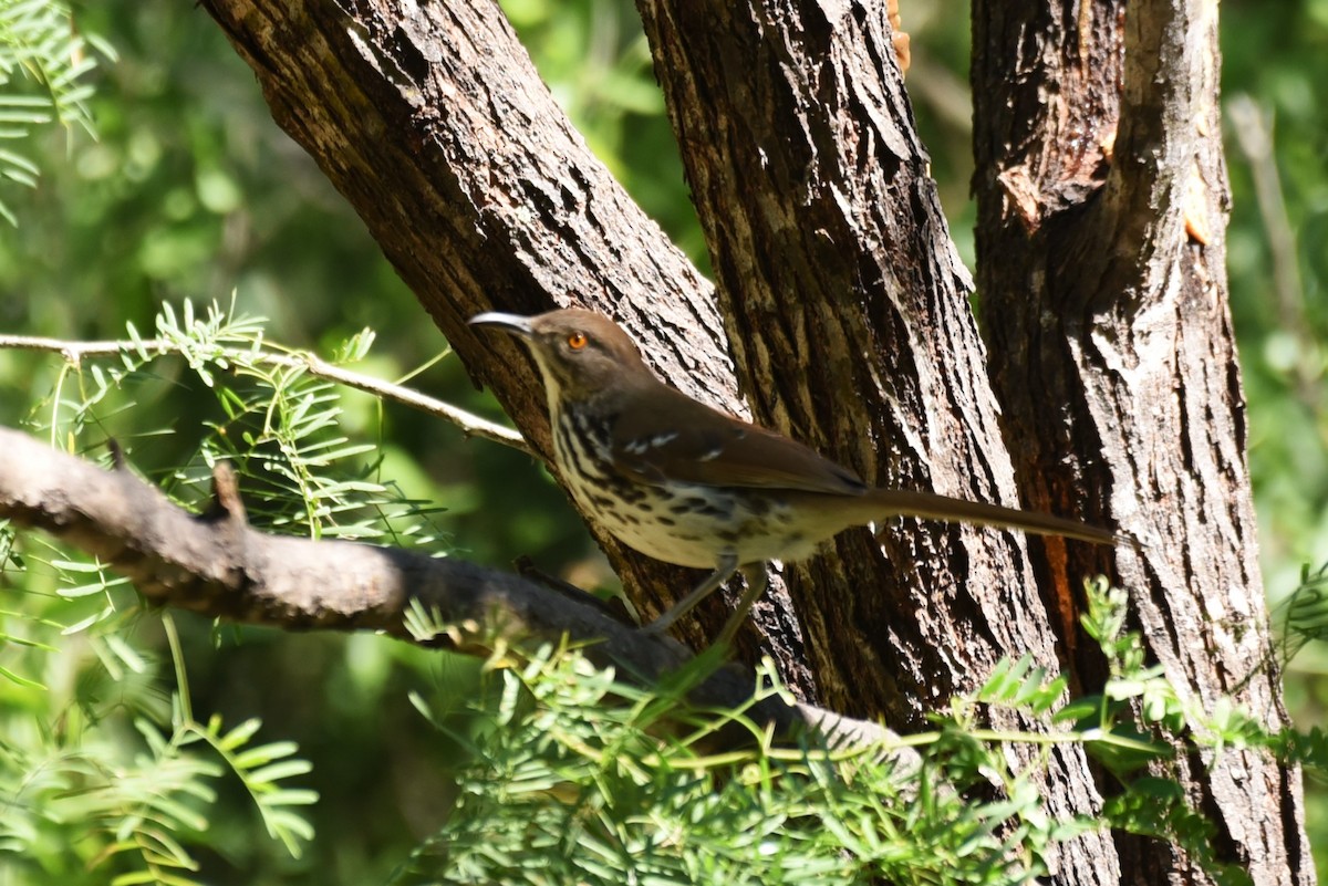 Long-billed Thrasher - Bruce Mast