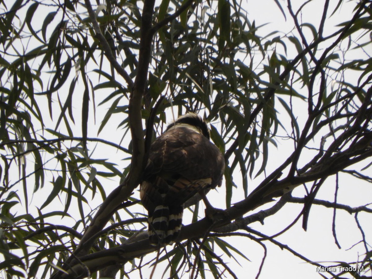 Laughing Falcon - ML619647928