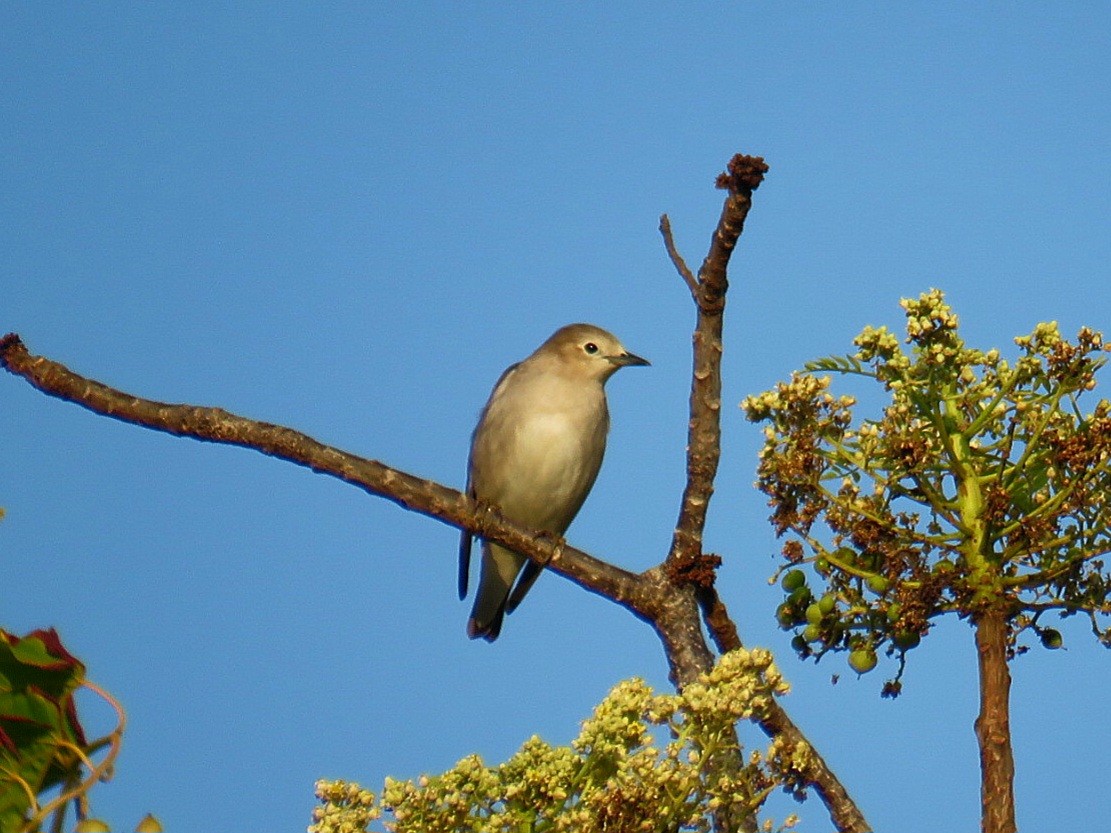 Chestnut-cheeked Starling - ML619647931