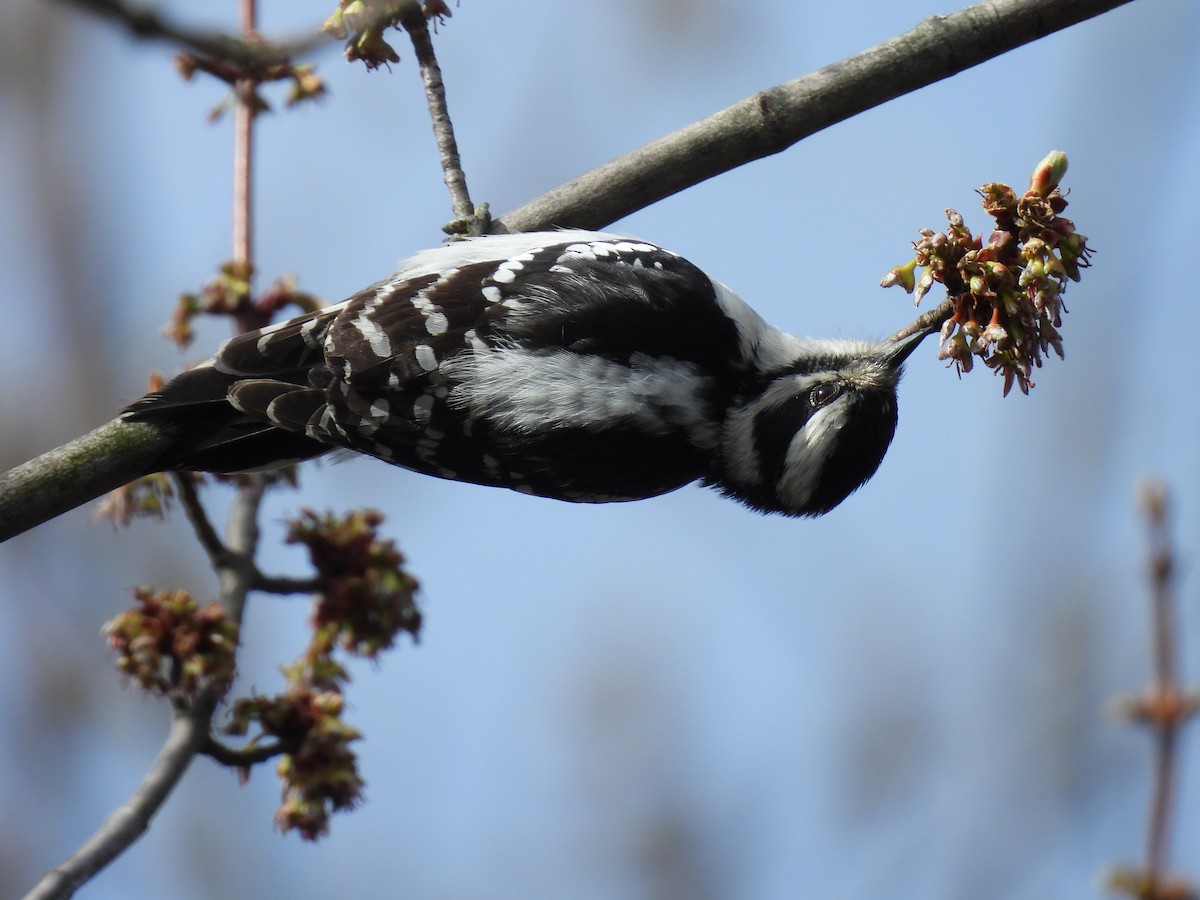 Downy Woodpecker - ML619647932