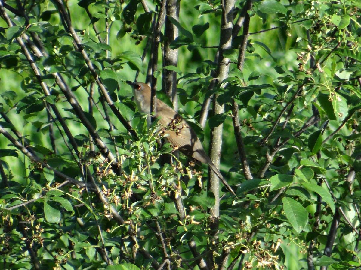 Black-billed Cuckoo - ML619647936