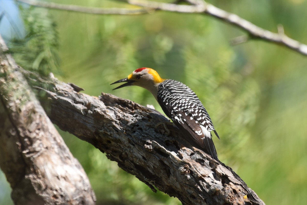Golden-fronted Woodpecker - Bruce Mast
