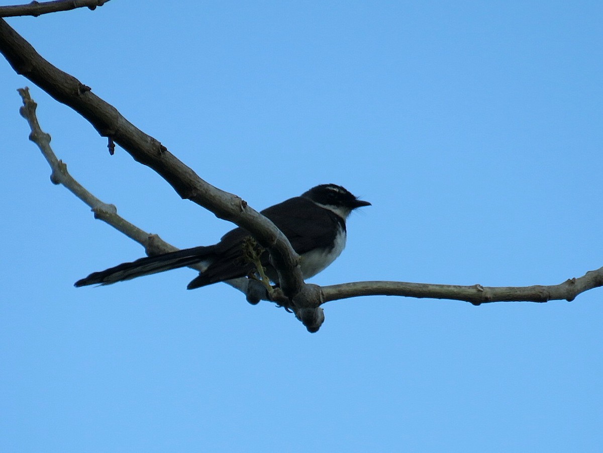 Philippine Pied-Fantail - ML619647944