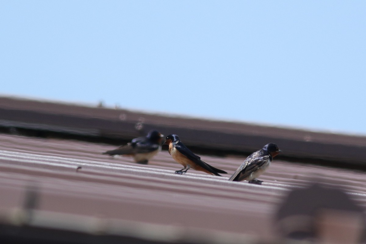 Barn Swallow - Lily Morello