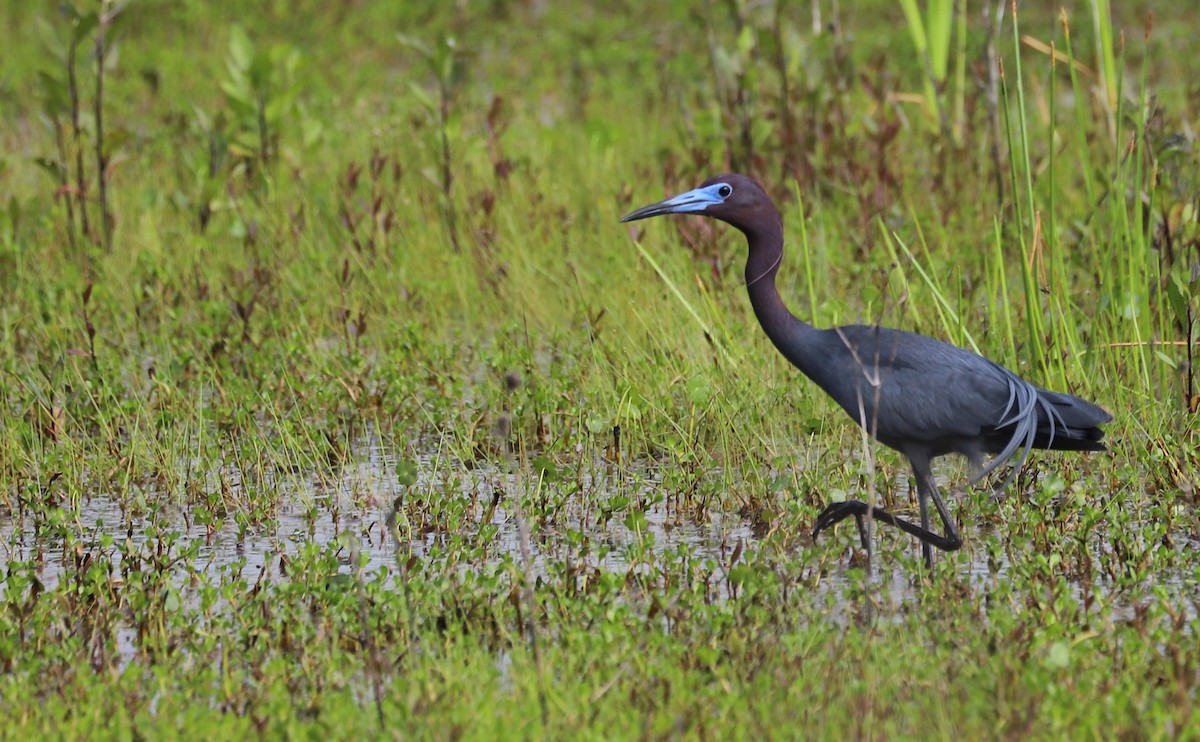 Little Blue Heron - Rob Bielawski