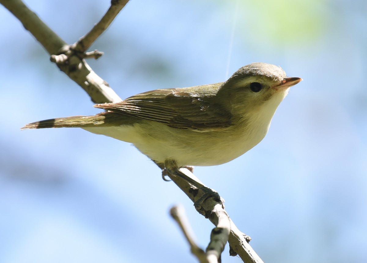 Warbling Vireo (Eastern) - ML619647954