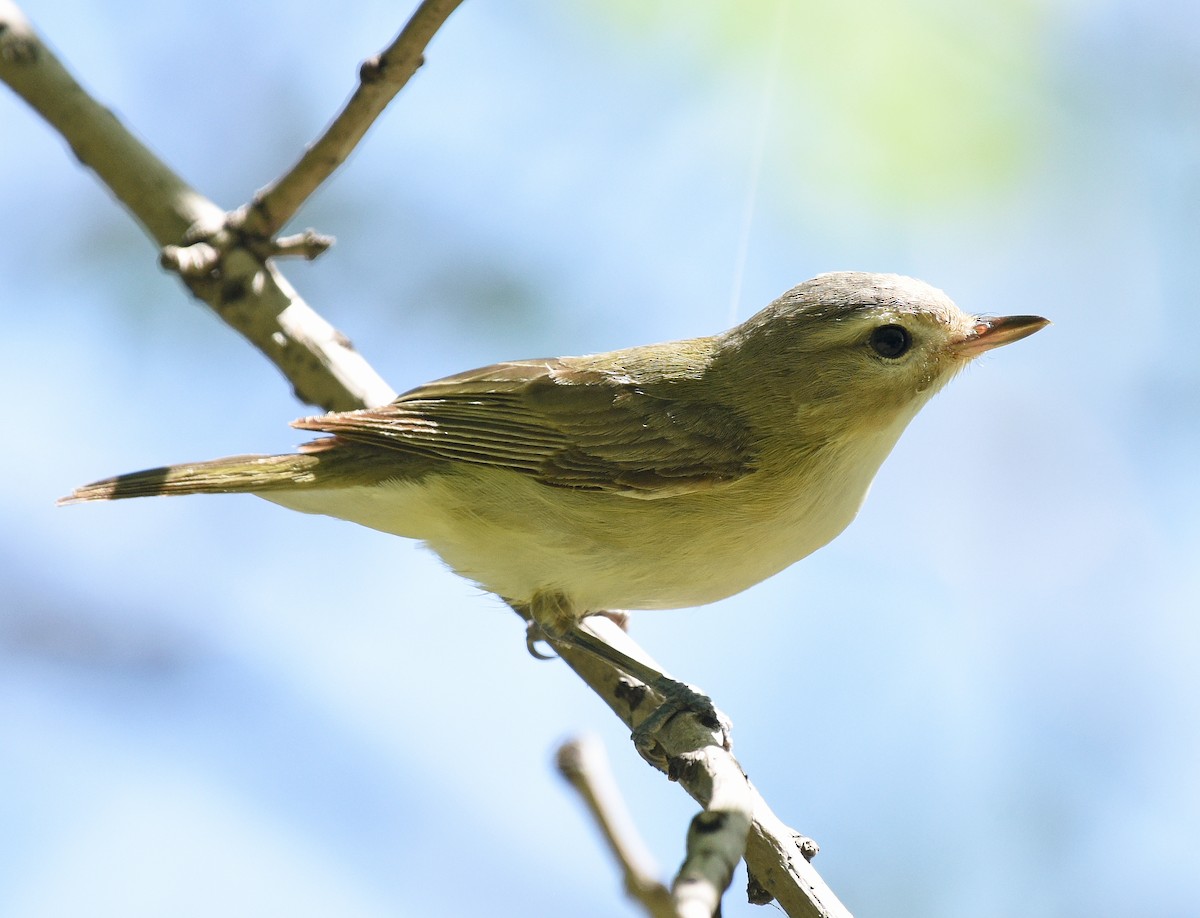 Warbling Vireo (Eastern) - Steven Mlodinow