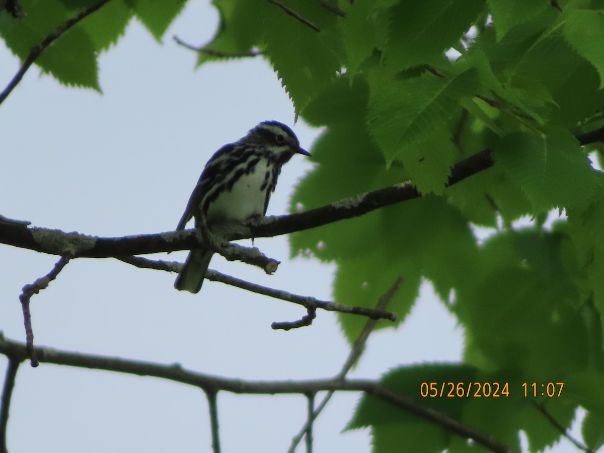 Black-and-white Warbler - Carrie Sweredoski