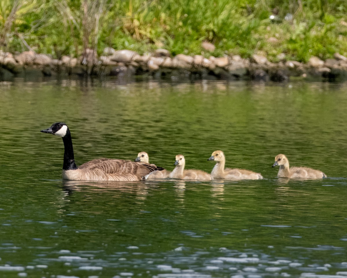 Canada Goose - Melody Serra