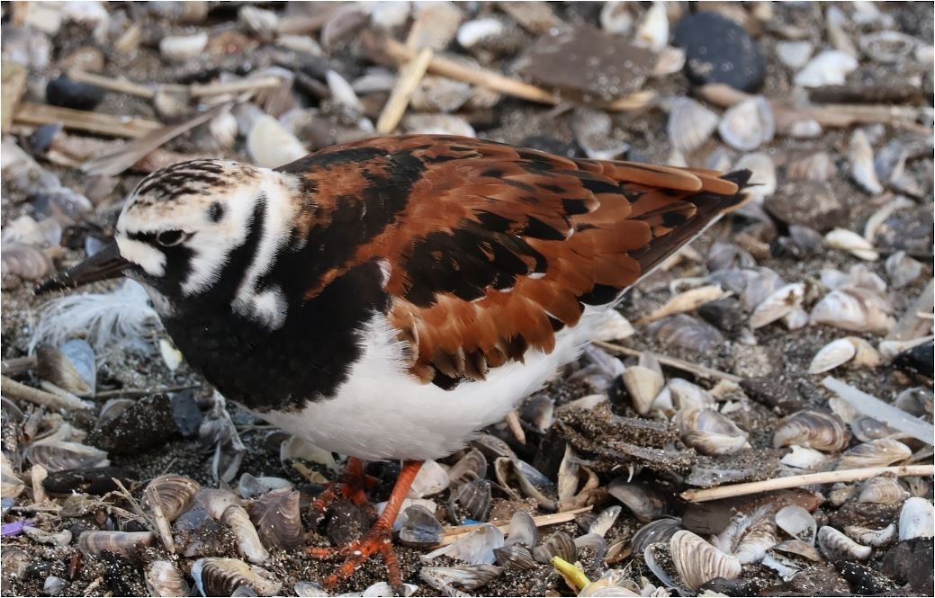 Ruddy Turnstone - Santo A. Locasto