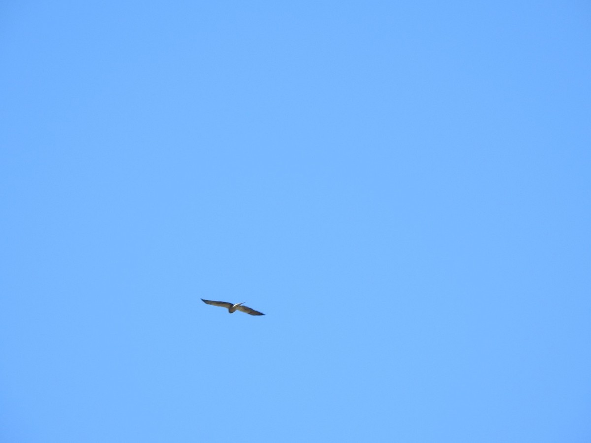 Swainson's Hawk - Jim Valenzuela