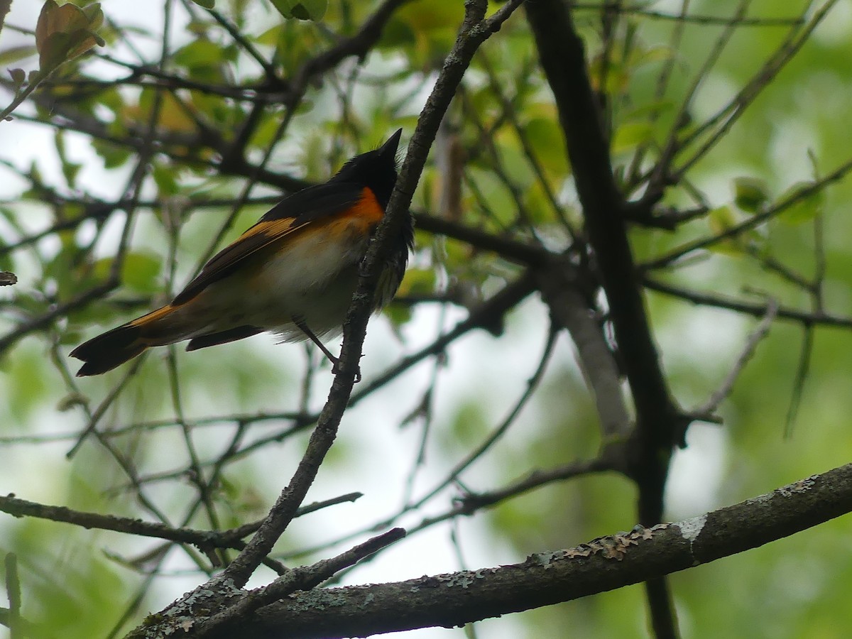 American Redstart - claudine lafrance cohl