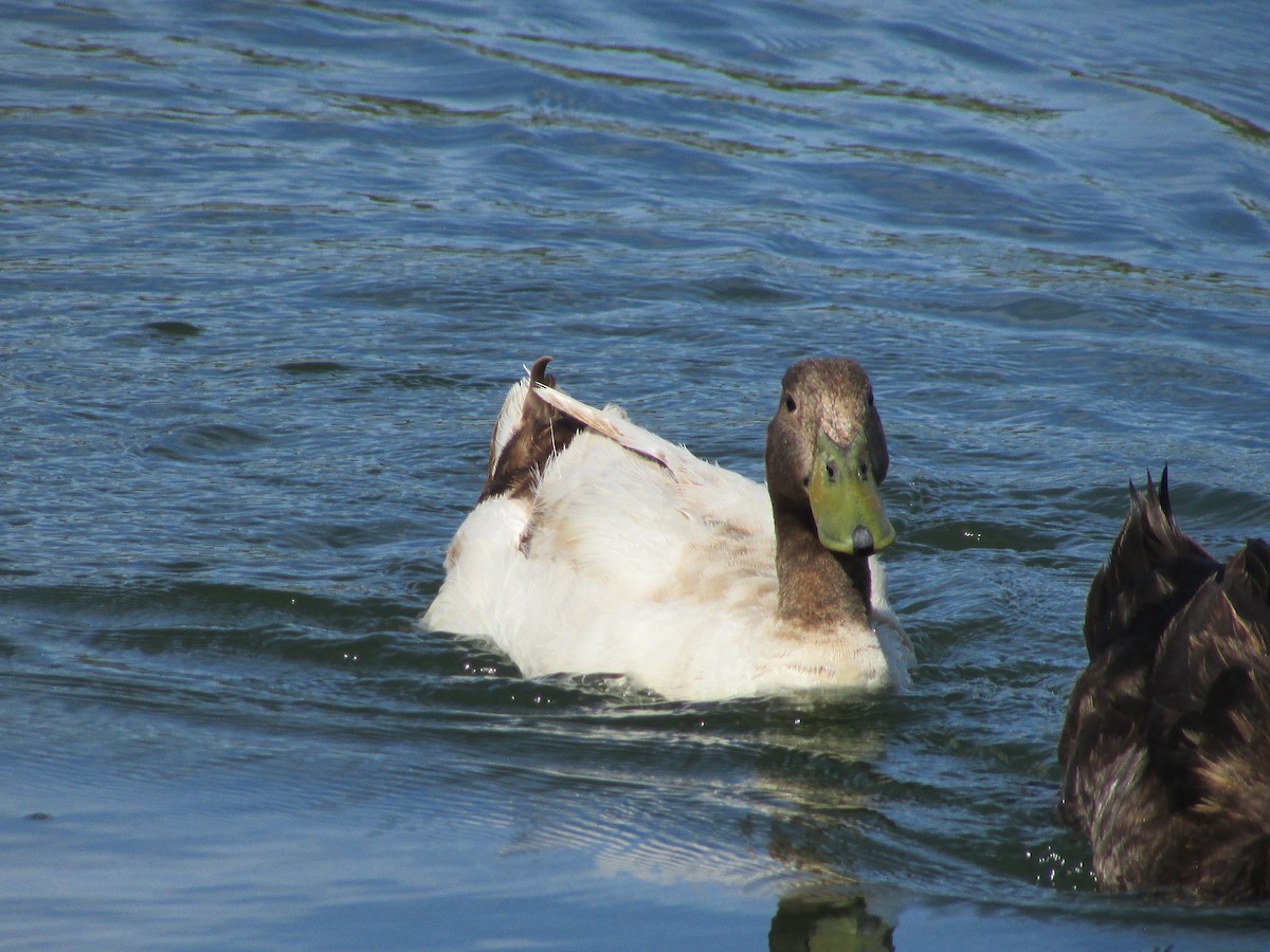 Mallard (Domestic type) - ML619647981