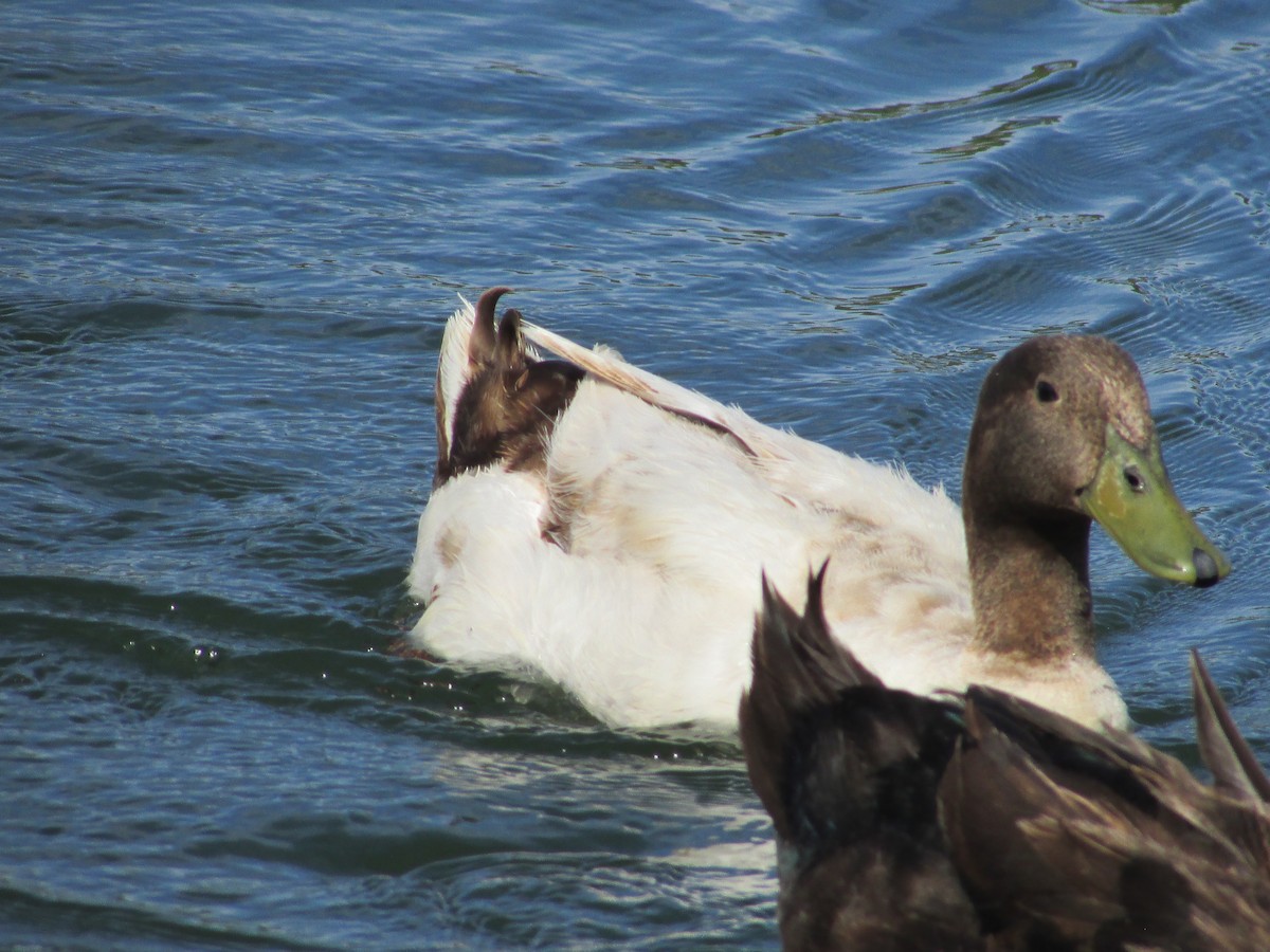 Mallard (Domestic type) - Felice  Lyons